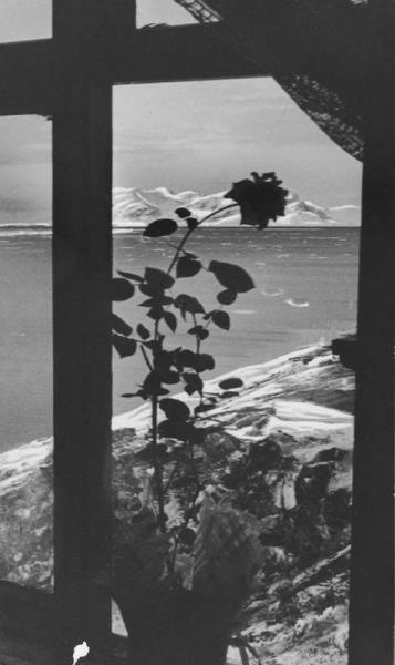 Роза в Арктике. Остров Шпицберген, 1935 год, Арктика, архипелаг Шпицберген. Выставка «Океаны России» с этой фотографией.