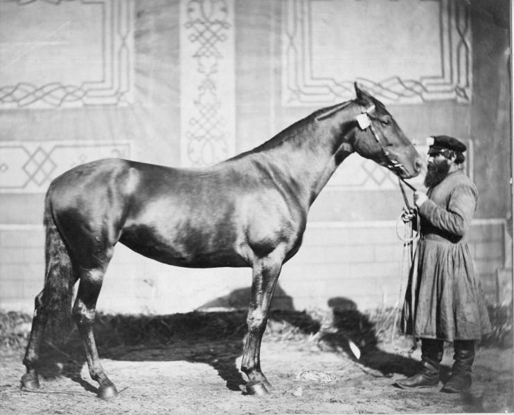 Кобыла Лебедка, 1890 - 1900
