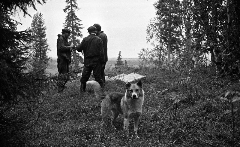 собака в горах. собаках геологах. собаках геологах. собачьи профессии. собаках геологах.