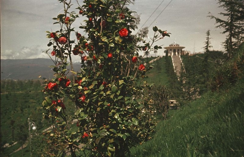 Цветут сады, 1954 год, Абхазская АССР, г. Сухуми. Выставка «Абхазия» с этой фотографией.&nbsp;