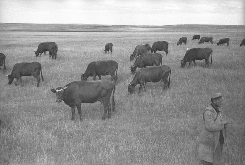 Коровы на пастбище, 1938 год, Куйбышевская обл.. Ныне Самарская область.