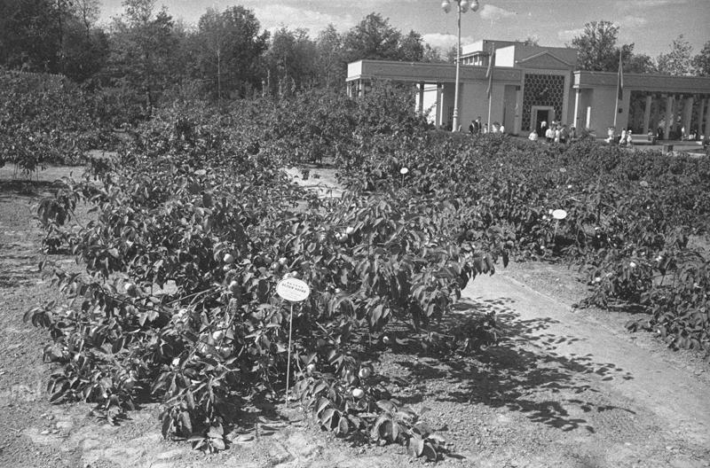 ВСХВ. Кизюринские яблони, 1939 год, г. Москва