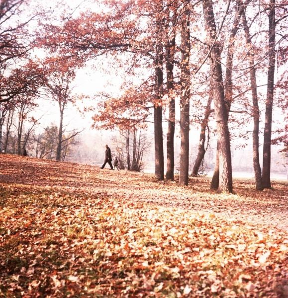 В осеннем парке, 1960-е. Выставка «"Серебряный век" поэзии про осень» с этой фотографией.