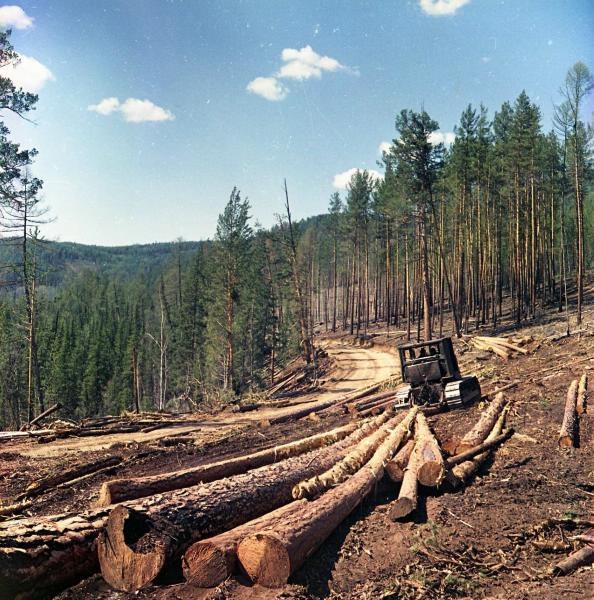 Фото зека на лесоповале