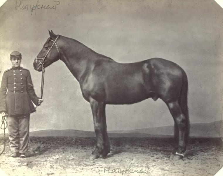 Жеребец Натужный, 1870-е