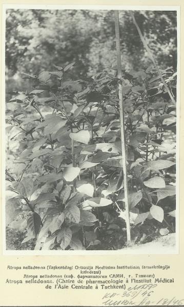 Atropa belladonna (кафедра фармакологии САМИ, г. Ташкент), 1935 год, Узбекская ССР, г. Ташкент