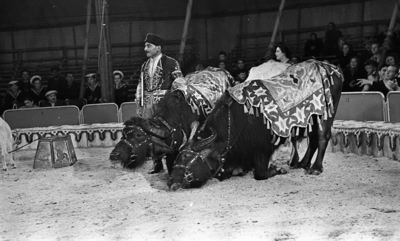 1958 животного