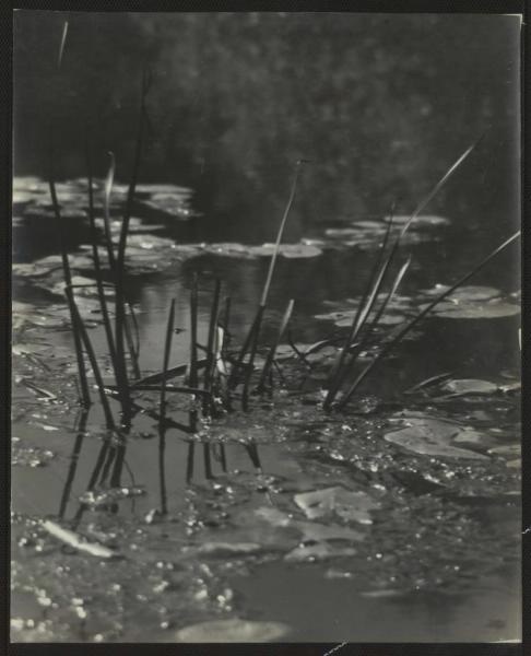 Деревня Горки. Листья на воде, 1952 год