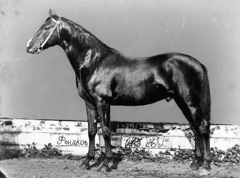 Конь Феникс, 1870-е. Выставка&nbsp;«По коням!» с этой фотографией.&nbsp;