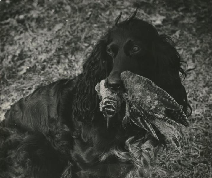 Охотничья собака, 1971 год, Владимирская обл., дер. Новоселово. Выставки&nbsp;«Гав!», «"Каждой собаке – породистого хозяина!"» c этой фотографией.
