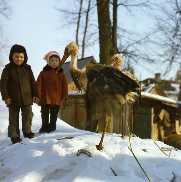 Дети и аисты, 1965 - 1975
