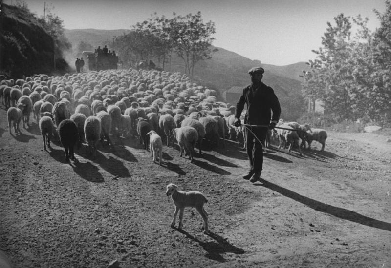 Пастух со стадом, 1960-е, Армянская ССР