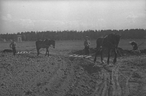 Фото Дети на полевых работах, 1943 год - История России вфотографиях