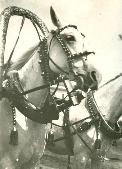 Лошади в упряжке, 1930-е