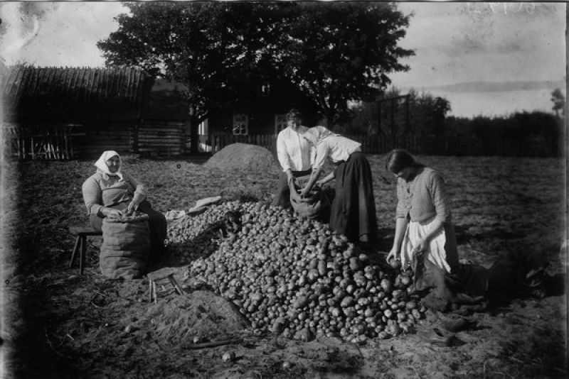 Уборка картофеля, 1900-е, Эстляндская губ.