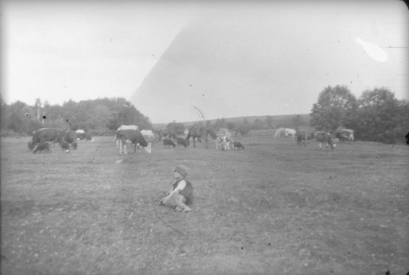 Пастушок и стадо коров на поляне, 1910-е