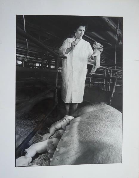 Ветеринары в колхозе, 1970-е, Литовская ССР. Выставка «На страже здоровья братьев наших меньших» с этой фотографией.&nbsp;