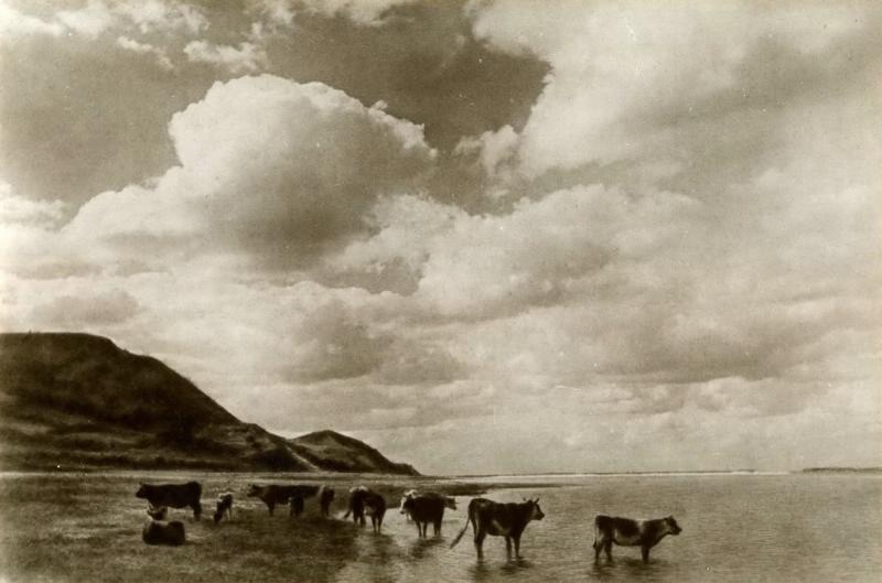 Стадо на водопое, 1930-е, Украинская ССР. Видео «Сергей Шиманский» с этой фотографией.