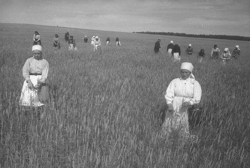 Сортовая прополка в колхозе «Красные ключи», 1938 год, Куйбышевская обл.. Ныне Самарская область.