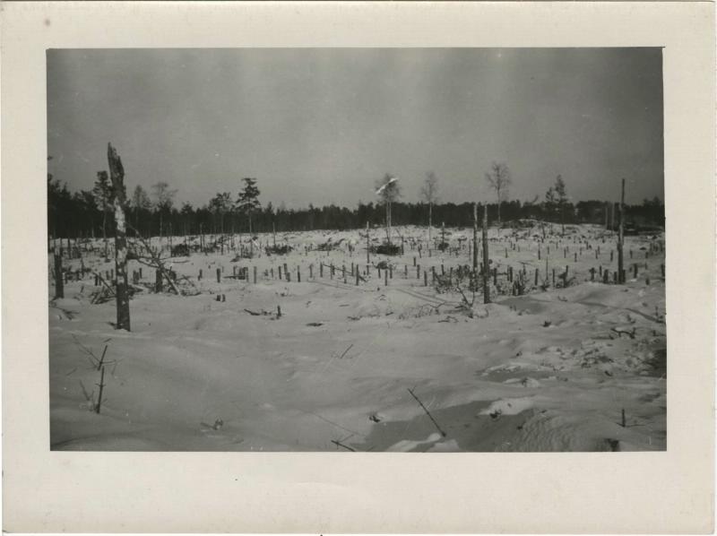 Финская война. Срубленные деревья, 1939 год