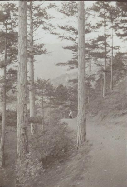 Лесничество близ с.Трескино Саратовской губернии, 1910-е, Саратовская губ.
