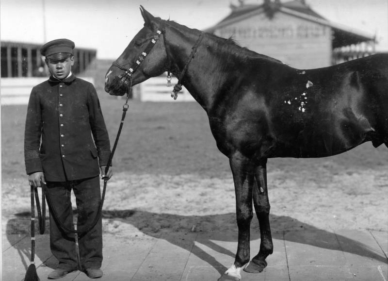 Конь Хамад, 1900-е