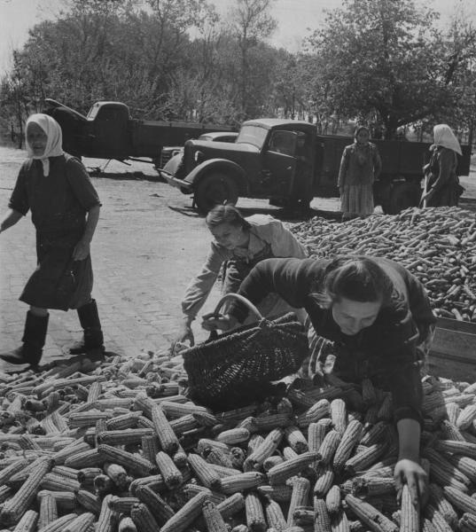 Фото "Кукуруза", 1950-е - История России в фотографиях