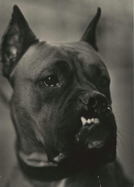 Собака, 1970-е. Выставка «"Каждой собаке – породистого хозяина!"» c этой фотографией.