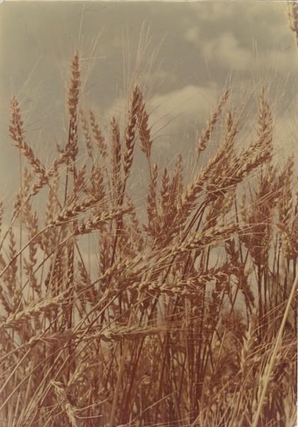 «Пшеница золотая». Колхозное поле, 1950-е