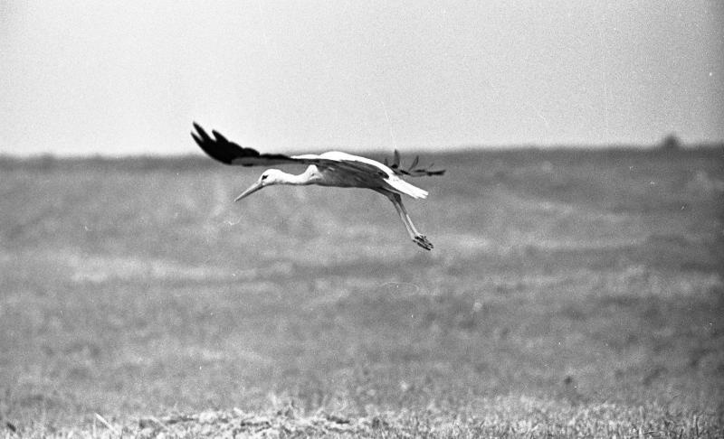 Аист в полете, 1970-е, Московская обл.. Выставка «Птицы» с этой фотографией.&nbsp;