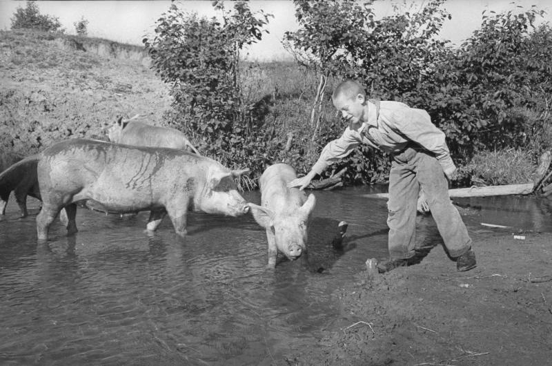 Свиньи на выпасе, 1943 год
