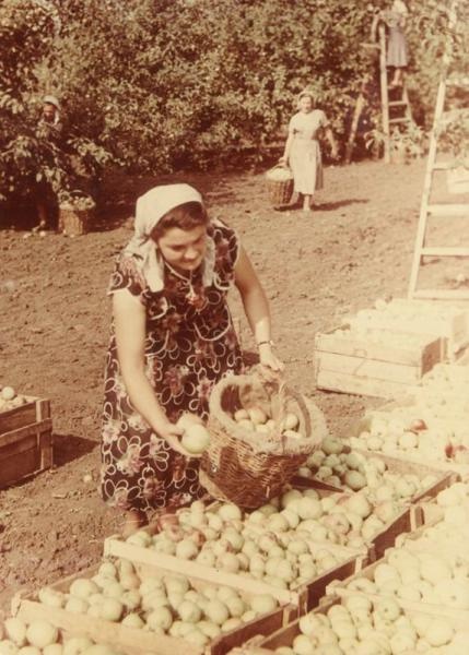 Уборка урожая, 1 августа 1960 - 30 сентября 1969
