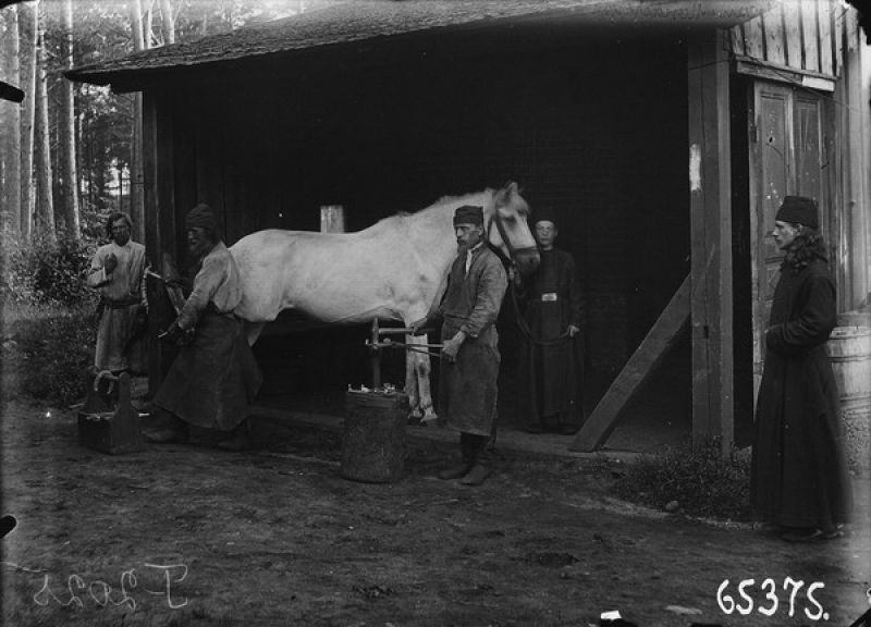 Монахи подковывают лошадь, 1900-е. Выставка «По коням!» с этой фотографией.&nbsp;