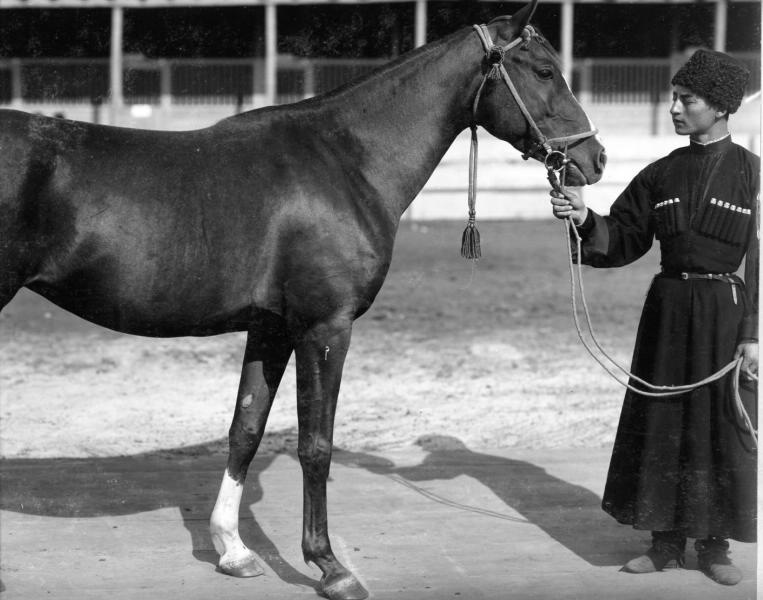 Конь Зафира, 1900-е