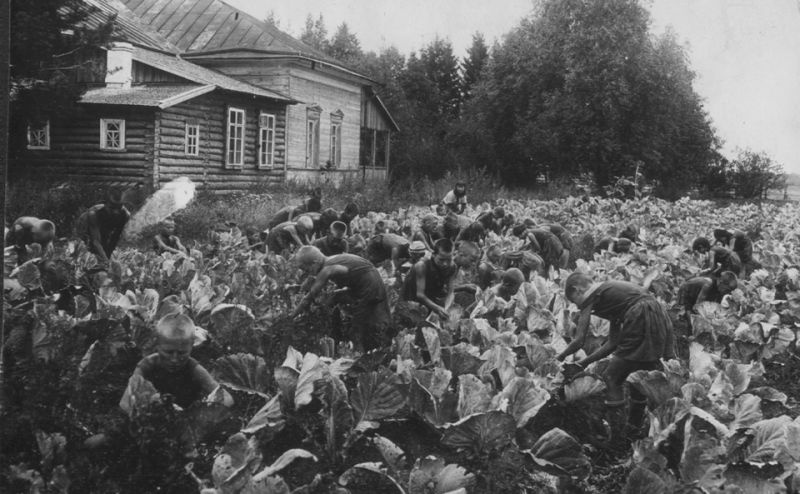 Пертовка: прополка капусты в огороде, 1932 год, г. Череповец
