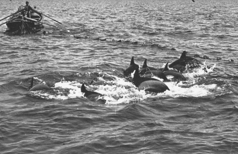 Промысел дельфинов, 1931 год, Крымская АССР, г. Ялта