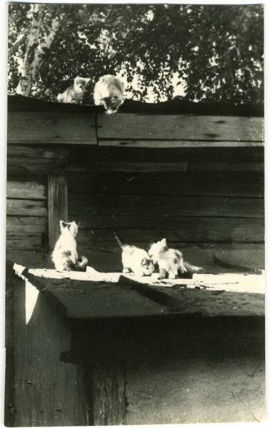 Котята, 1963 год