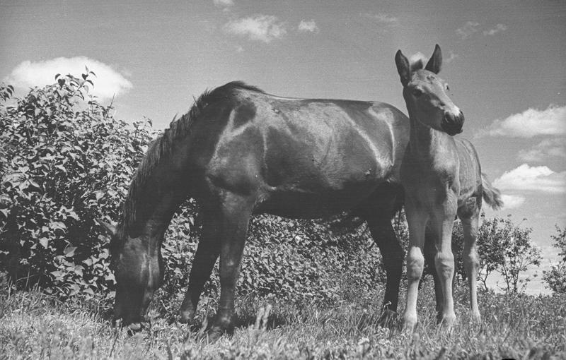 Лошадь с жеребенком, 1938 год, Куйбышевская обл.. Ныне Самарская область.