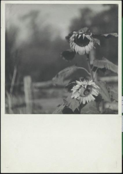 Подсолнух, 1930-е. Выставка «Солнечный цветок» с этой фотографией.