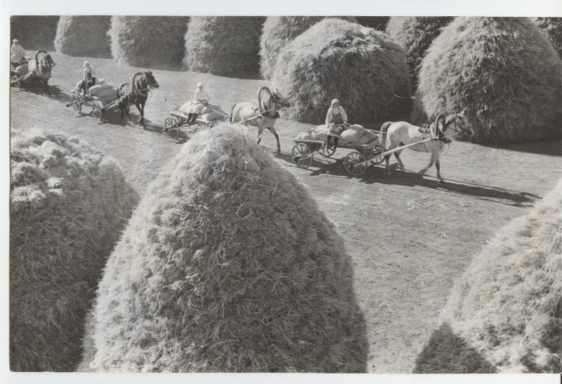 Везут зерно нового урожая, 1930-е