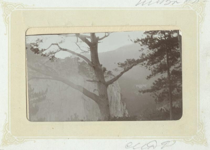 Ствол дерева, 1890 - 1909, Таврическая губ., Крым. Ущелье Уч-Кош.