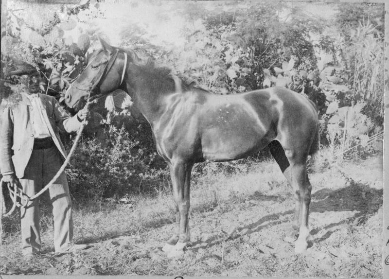 Лошадь Хейфи, 1900 год