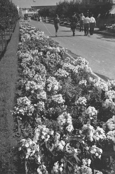 ВСХВ. Аллея с цветами, 1939 год, г. Москва