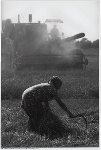 В поле. Из серии «Хлеб наш насущный», 1972 год