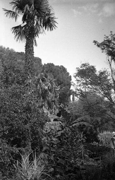 Никитский ботанический сад. Пейзаж с пальмой, 1932 - 1939, Крымская АССР, пос. Никита. Выставка «Никитский ботанический сад» с этой фотографией.&nbsp;