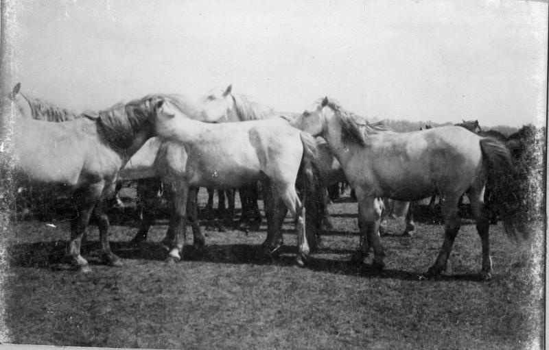 Лошади из киргизских табунов, 1890-е