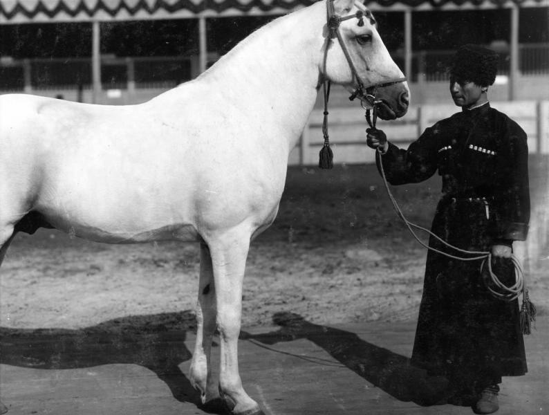 Конь Шеррак, 1880-е