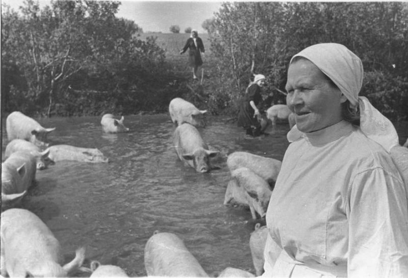 А. Е. Москова наблюдает за купанием молодняка в речке, июнь 1953, Череповецкий р-н. Выставка «Будни 1953 года» с этой фотографией.