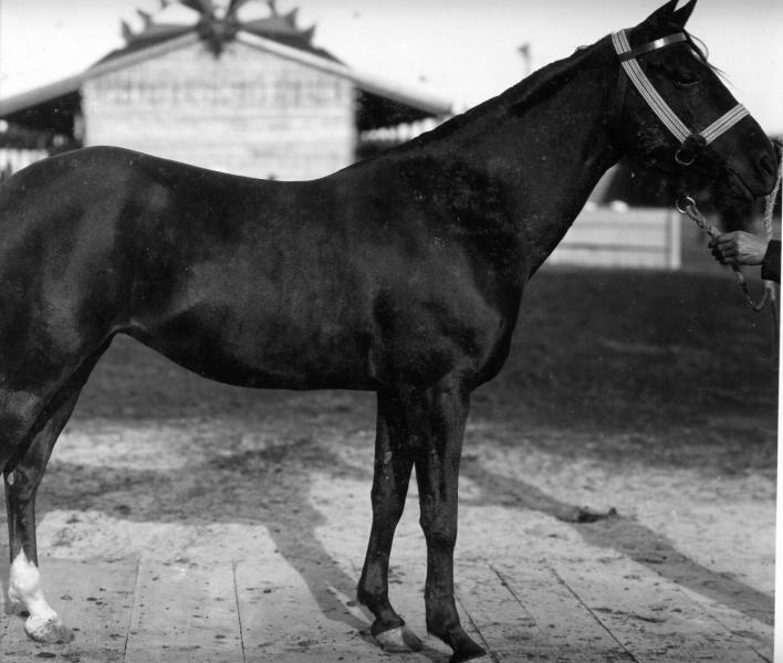 Конь Диджлей, 1880-е