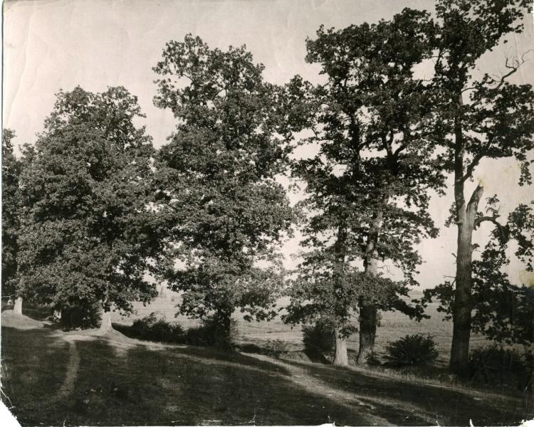Деревья, 1880-е